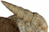 Jurassic Ammonite & Gastropod Cluster - Fresney, France #227345-4